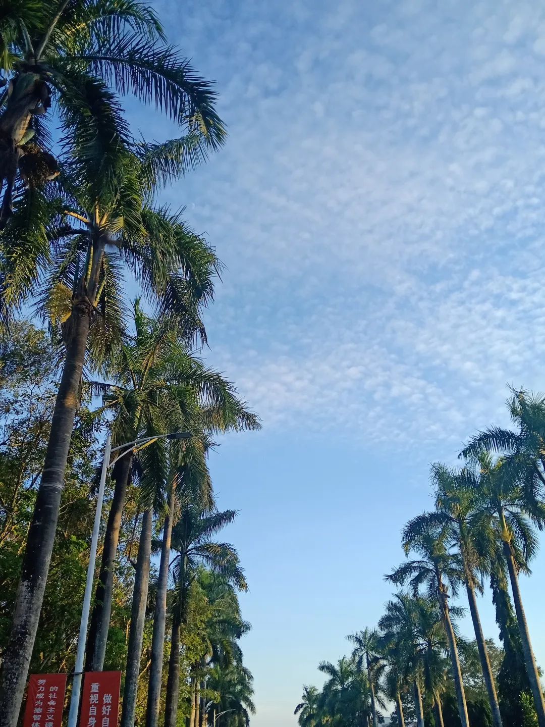 校园景色｜“琥珀色黄昏像糖，在很美的远方”