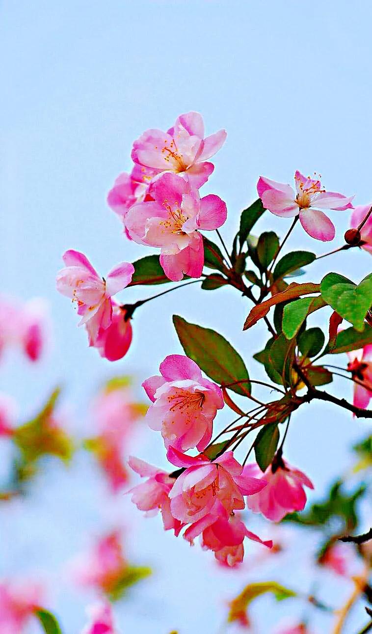 垂丝海棠花语(关于垂丝海棠花的内涵与传闻)