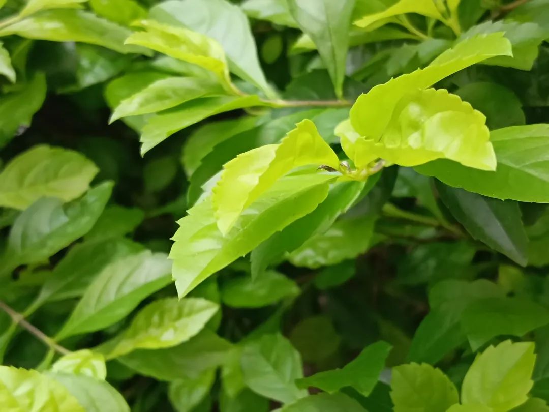 现在的千元手机，早已不是你想那样