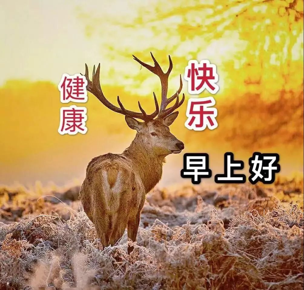早上好的问候语图片 早上好表情包 走该走的路，不退缩，不动摇图片