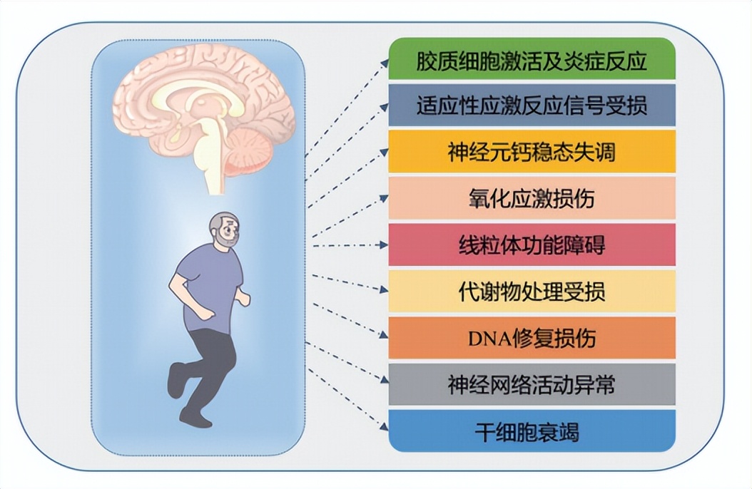 运动干预脑衰老：新进展与再认识