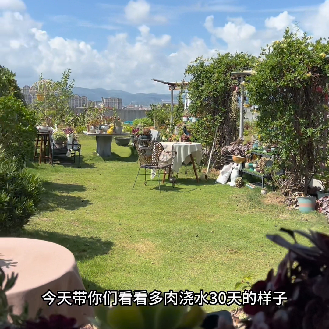 多肉浇水30天的样子，鱼子酱颜色状态都很好