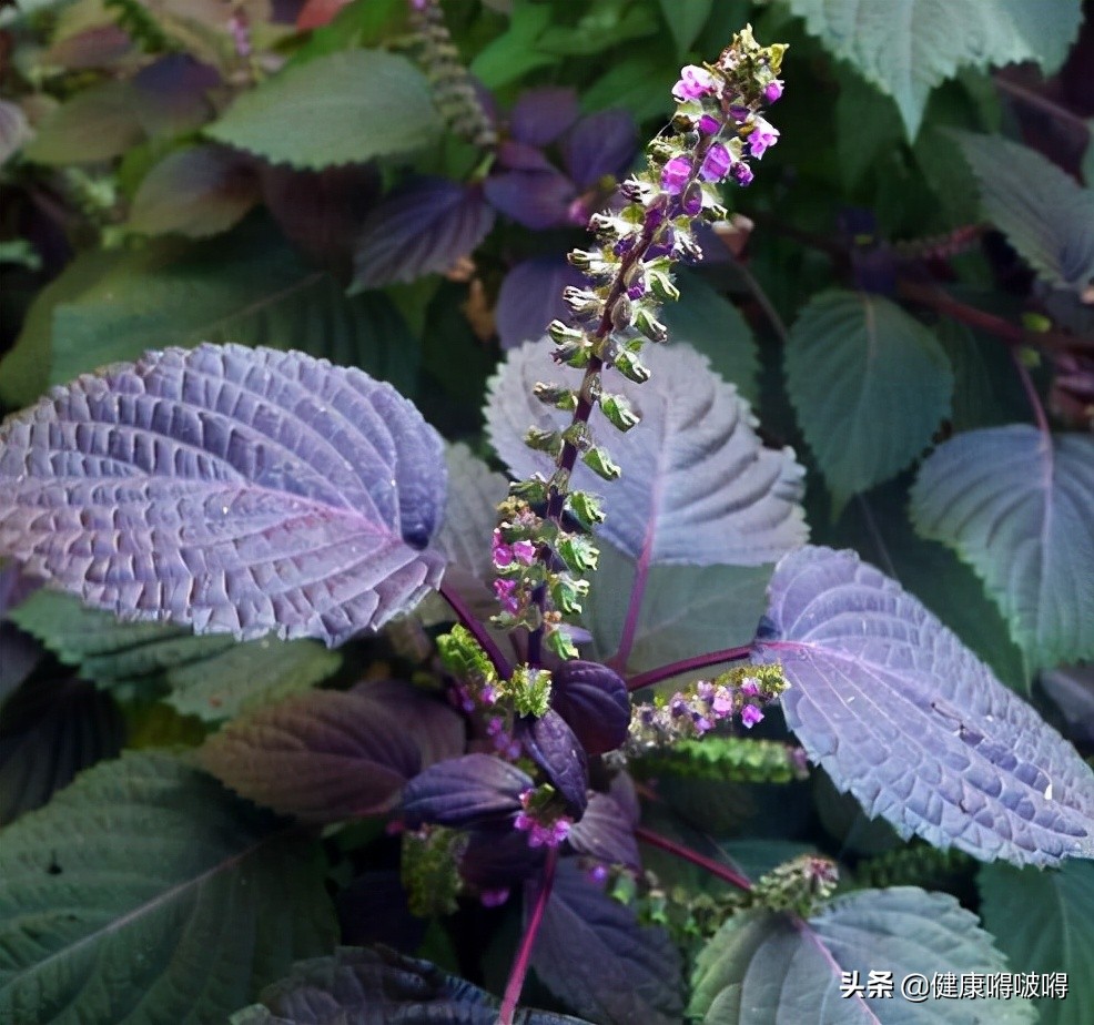 春天，紫苏，其实是个“宝”，用它来泡水喝，或能解决3个问题