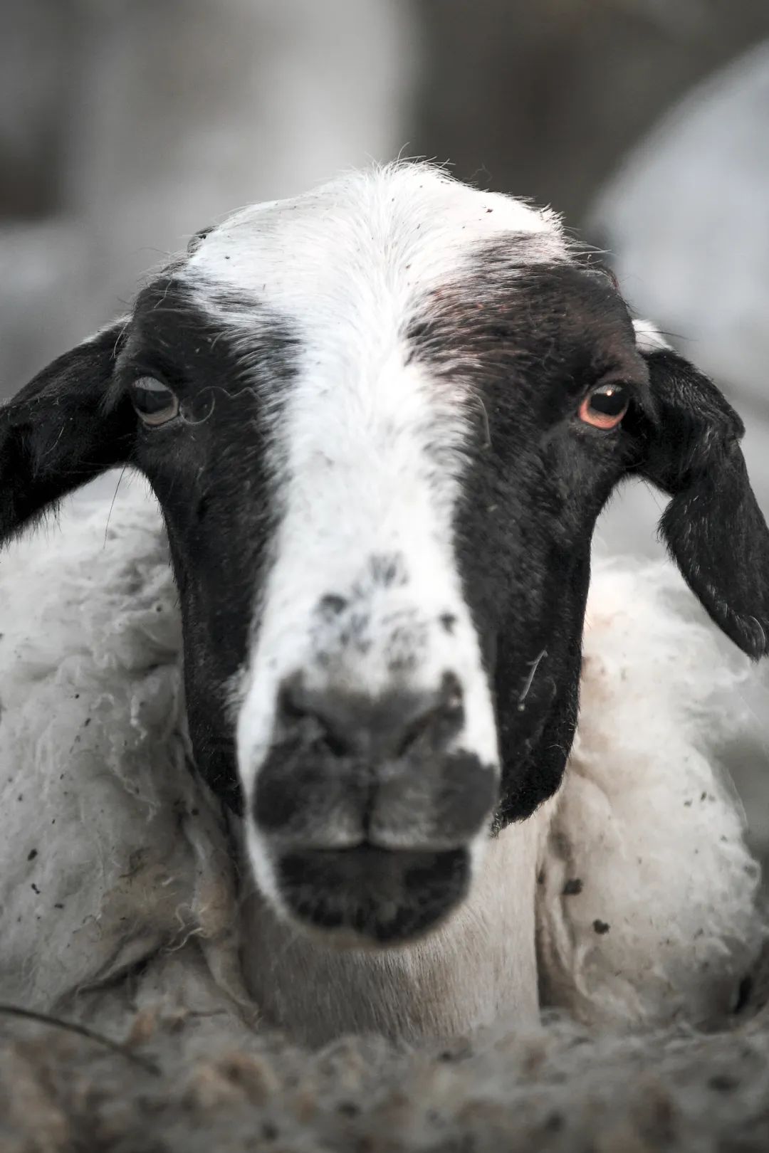 好羊排行(中国最好的羊肉,到底在哪里?) - 114知识网
