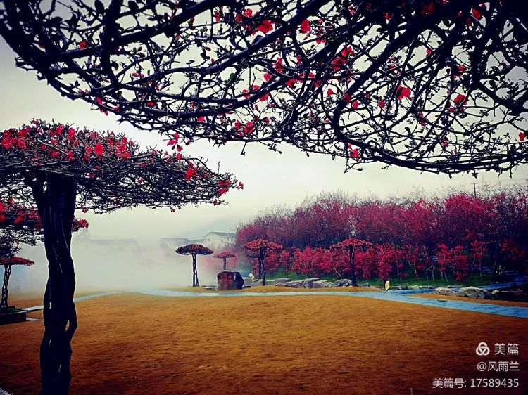 烟雨蒙蒙问花村 作者：武术兰