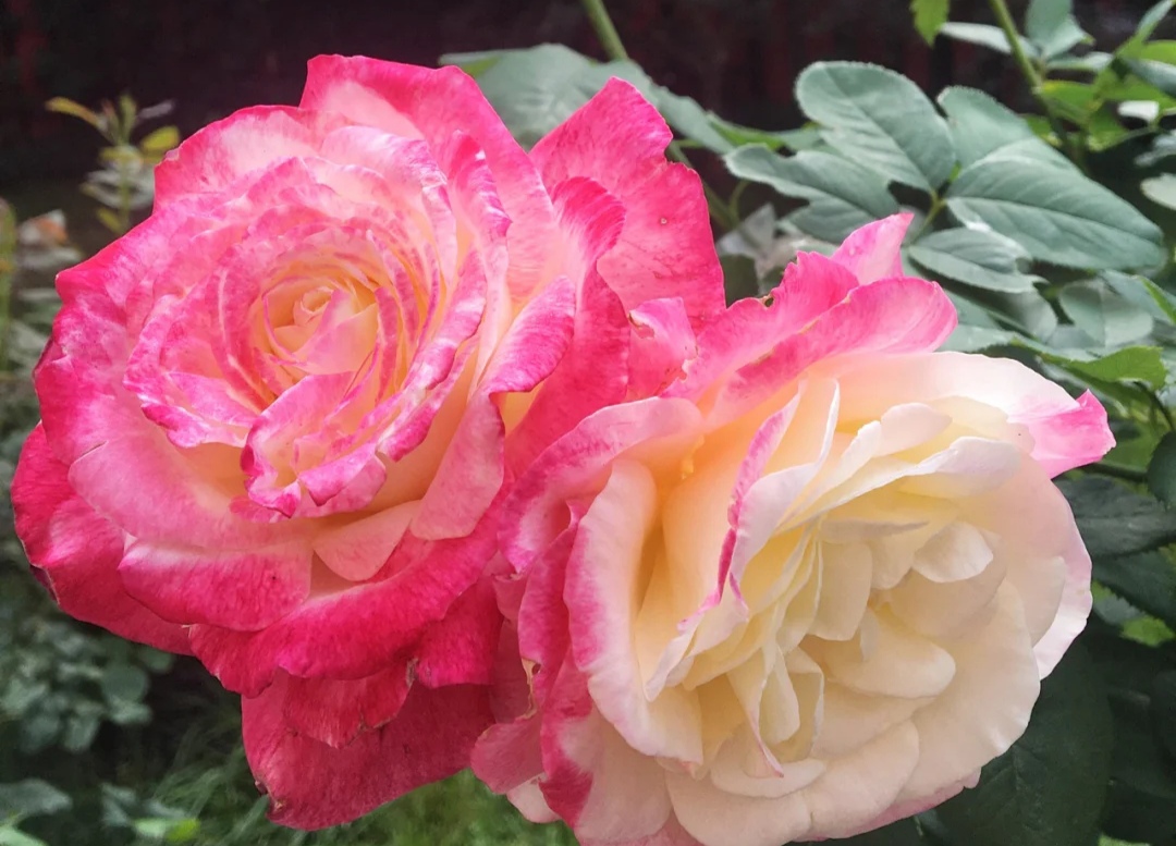 最美的极品月季花品种(盘点十二种颜值爆表的大花月季)