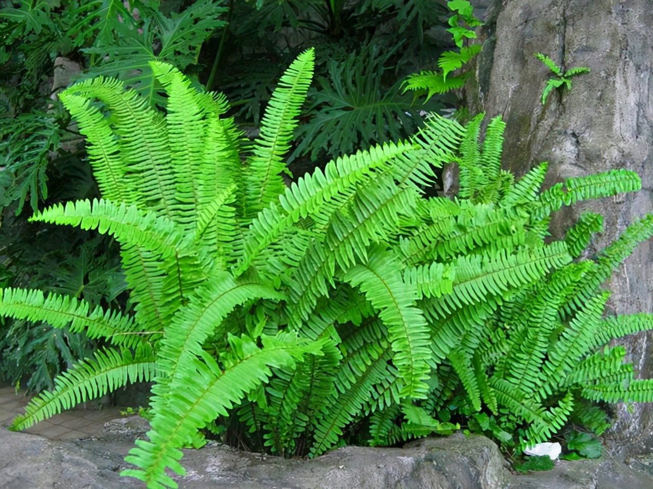 蕨类植物的主要特征(常见3种蕨类植物的生活环境)