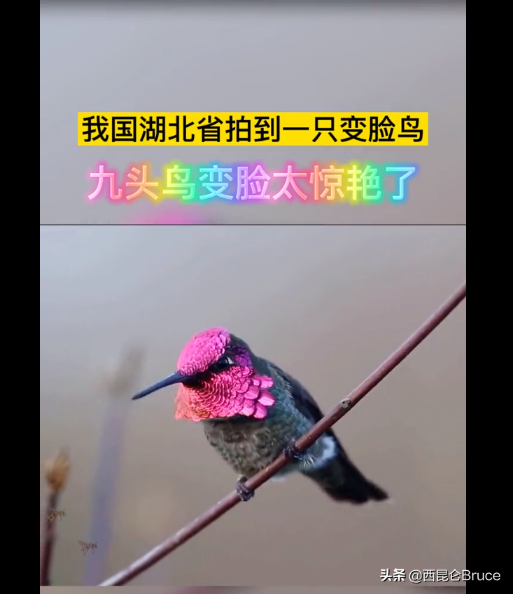 北京九头鸟,北京九头鸟餐厅