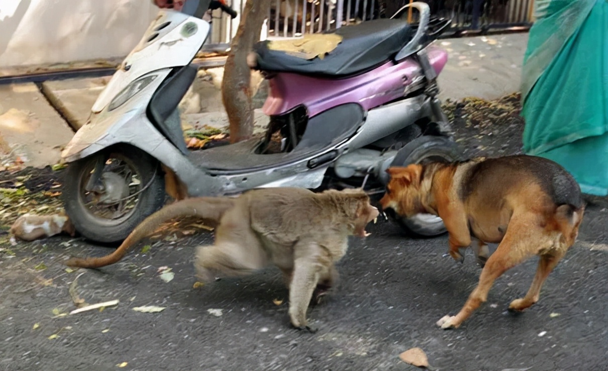 无比惨烈的猴狗大战：印度猴群对狗进行疯狂报复，250只狗被团灭