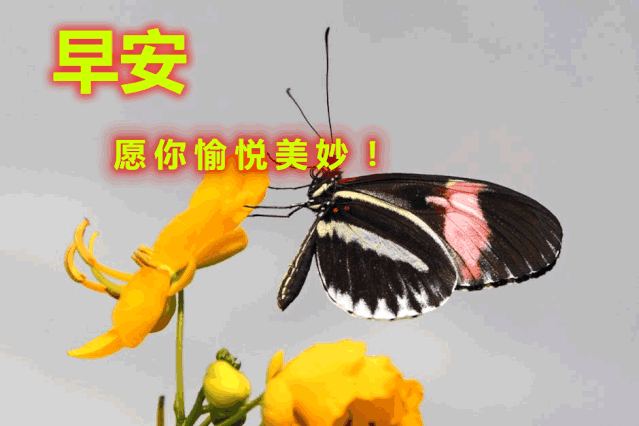 唯美温馨的星期六早上好经典句子大全 祝愿身体健康、精神愉快图片