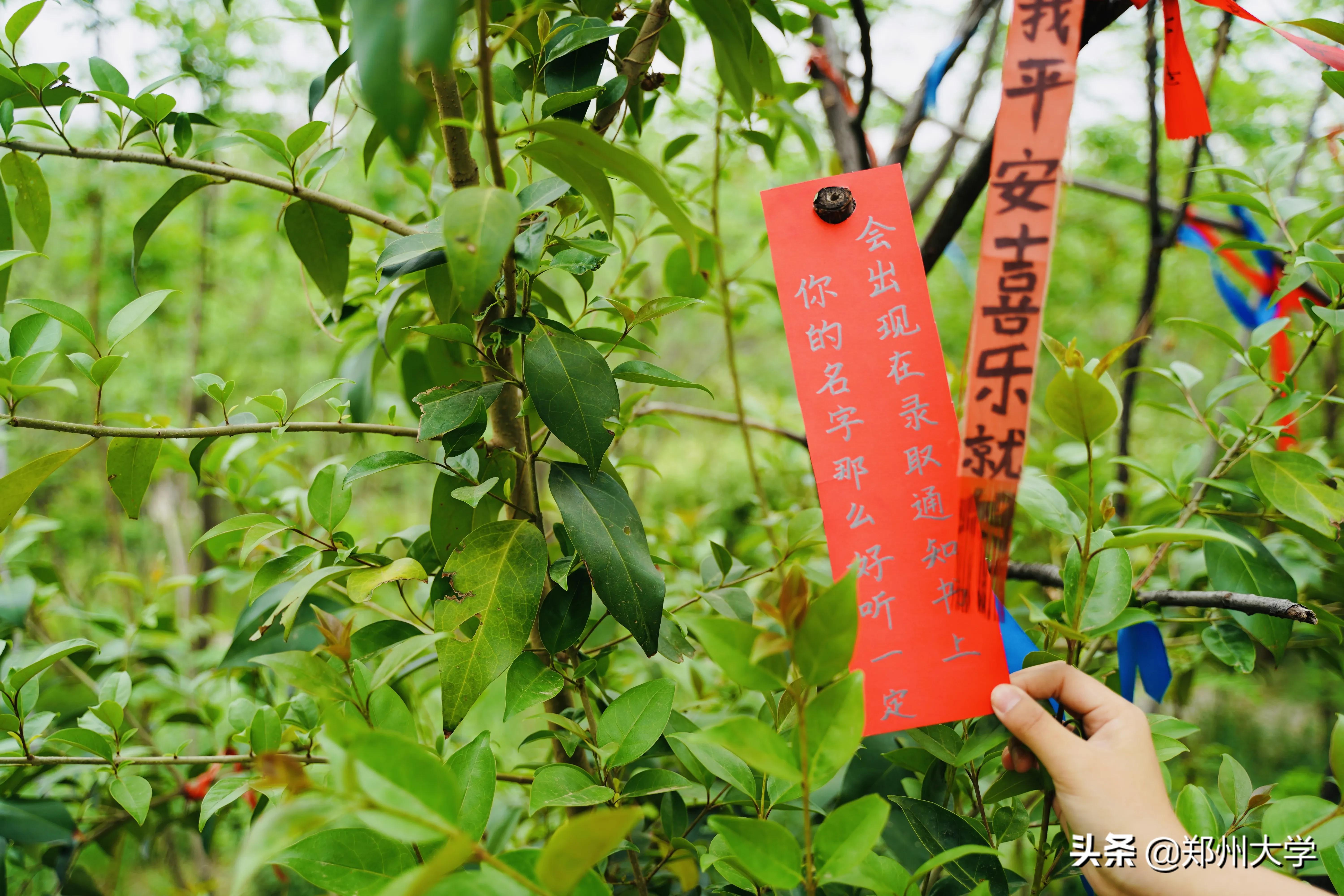 高考倒计时50天！请收下来自郑大厚山的祝福！