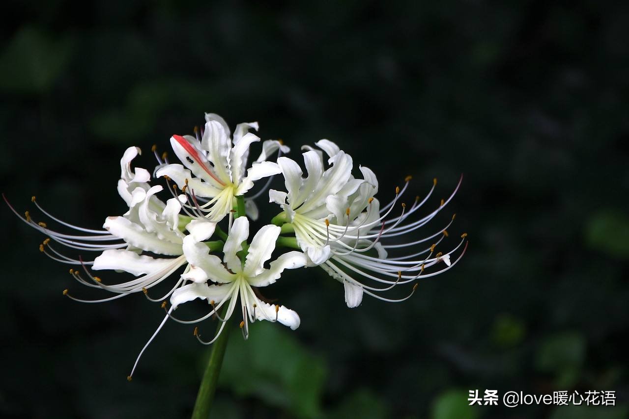 二,白花石蒜(白色彼岸花,曼陀罗华)