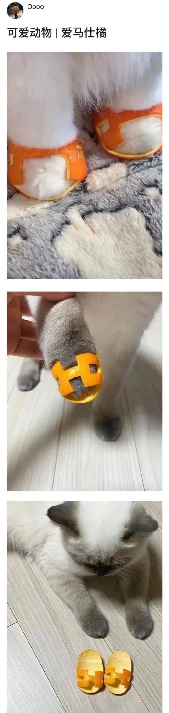 橘子晚报/大本洛佩兹结婚，邓紫棋改微博名字