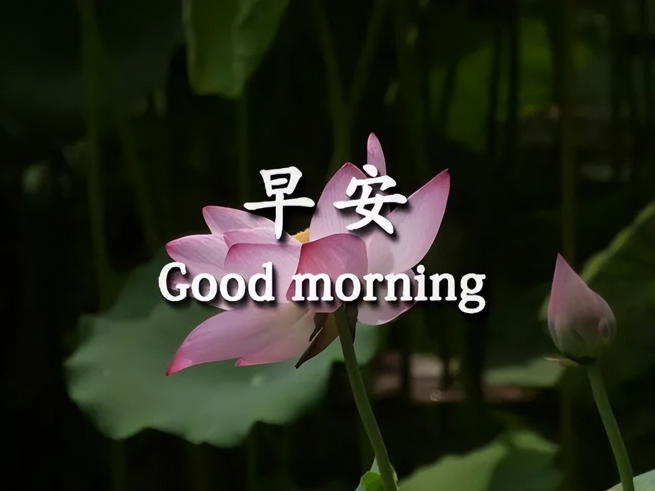 早上好祝福语图片 友谊是一种源泉 真挚的问候早晨好动图表情图片