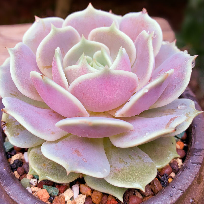 多肉植物图片大全（百种常见多肉图鉴比花还美你认识几种）