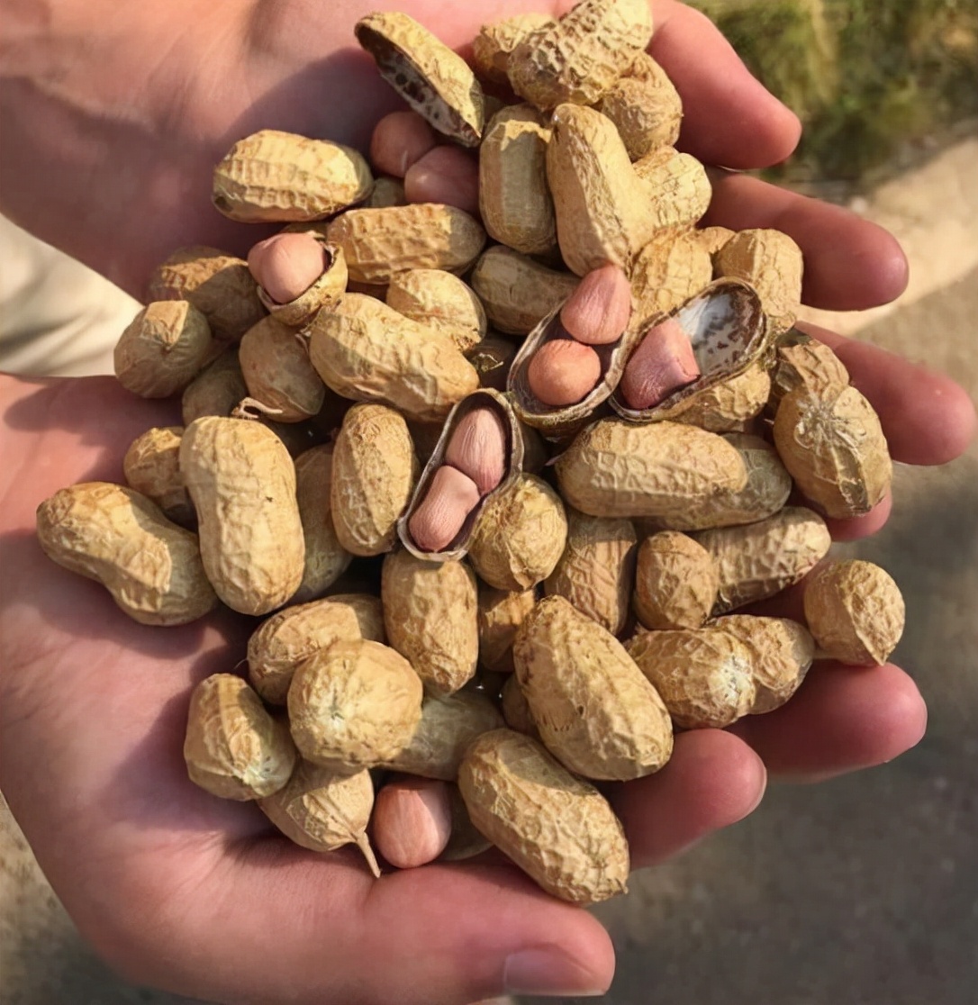 吃生花生和吃熟花生，有什么区别？都对身体有哪些好处？不妨看看