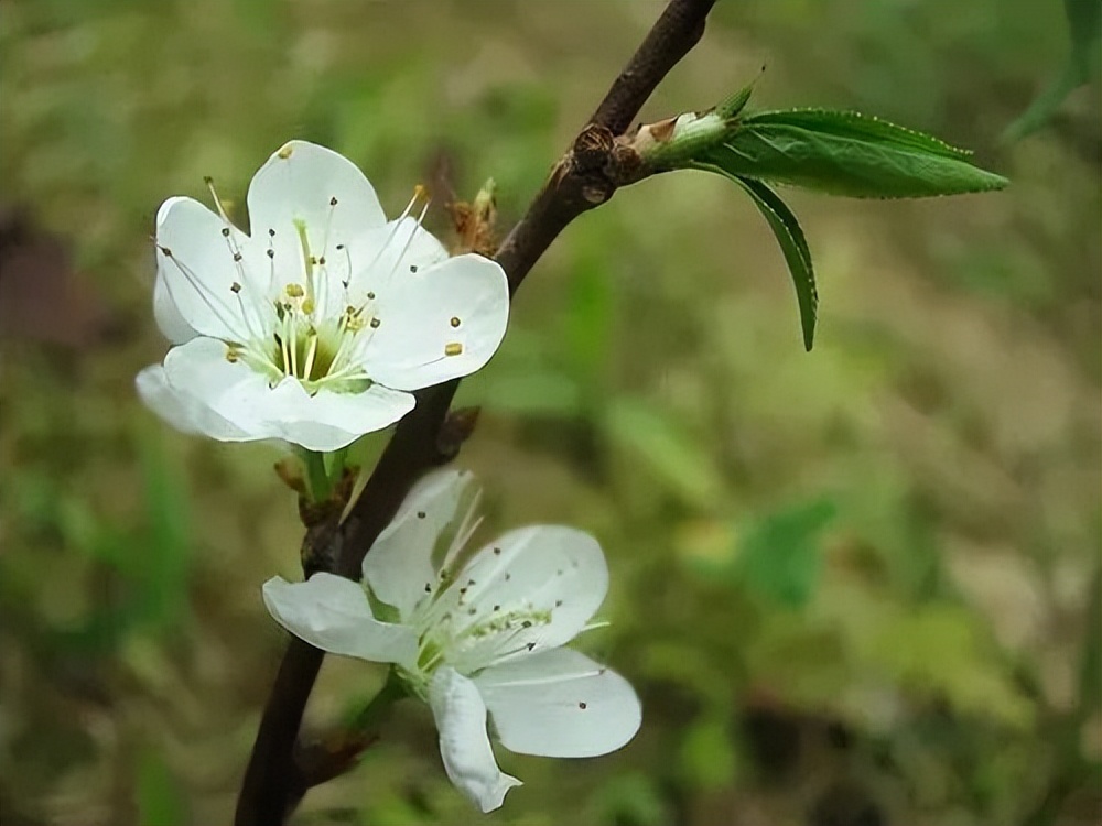 梨花有什么特点（春天出游必备识花宝典大全）