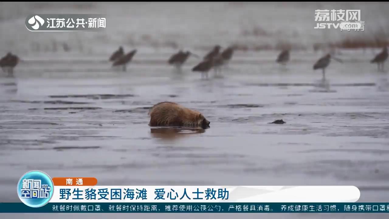 野生貉受困海滩 南通爱心人士救助