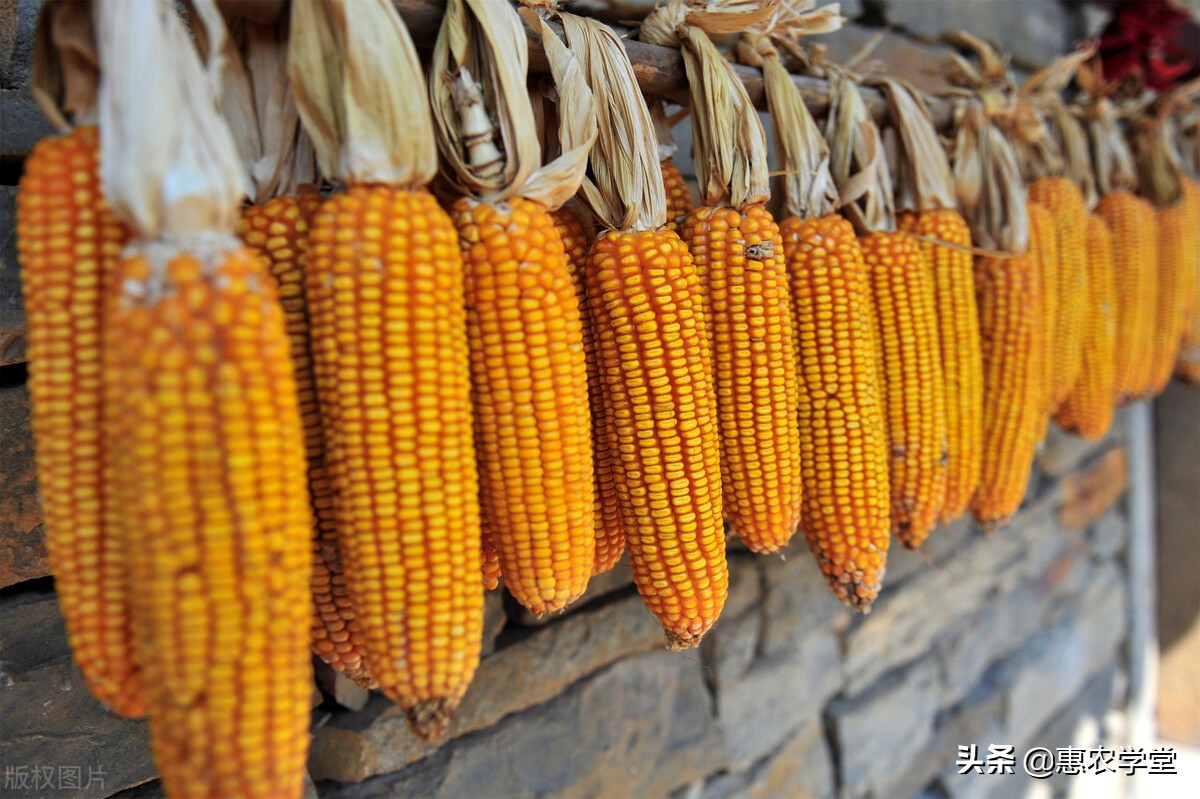 今日玉米价格多少钱一斤？2020年11月1日玉米价格行情分析_玉米粒