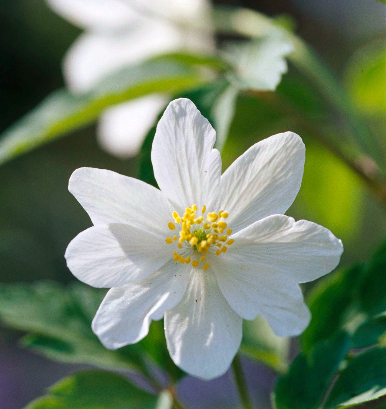 30种适合庭院种植的白色花卉植物,淡雅的美也很动人