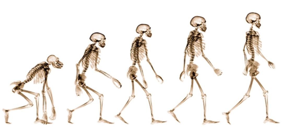 人类没有"丁丁骨",这说明人类是退化了,还是一种进化呢?