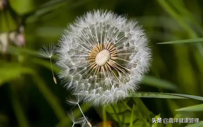 蒲公英杀死癌细胞治疗甲状腺结节(蒲公英杀死癌细胞，治疗甲状腺结节，是科学还是谣言？)