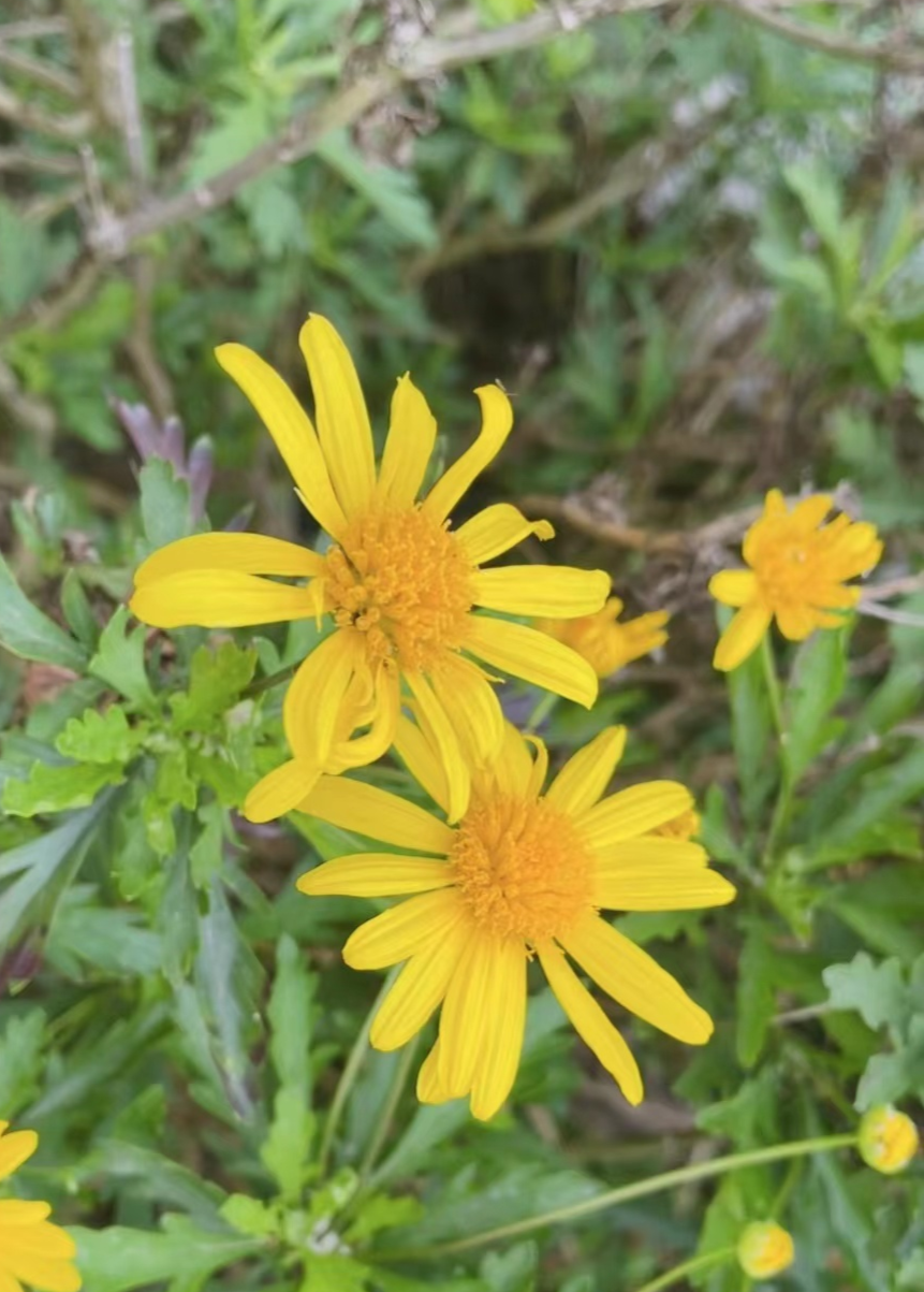 "悦"享春光，花香满"湖"！悦湖园区的花都开好啦，打卡走起！