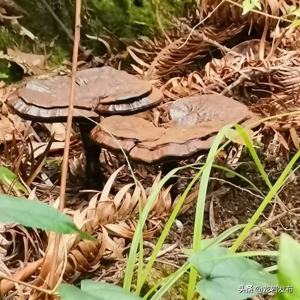 龙岩这里，科技赋能助力“双碳”