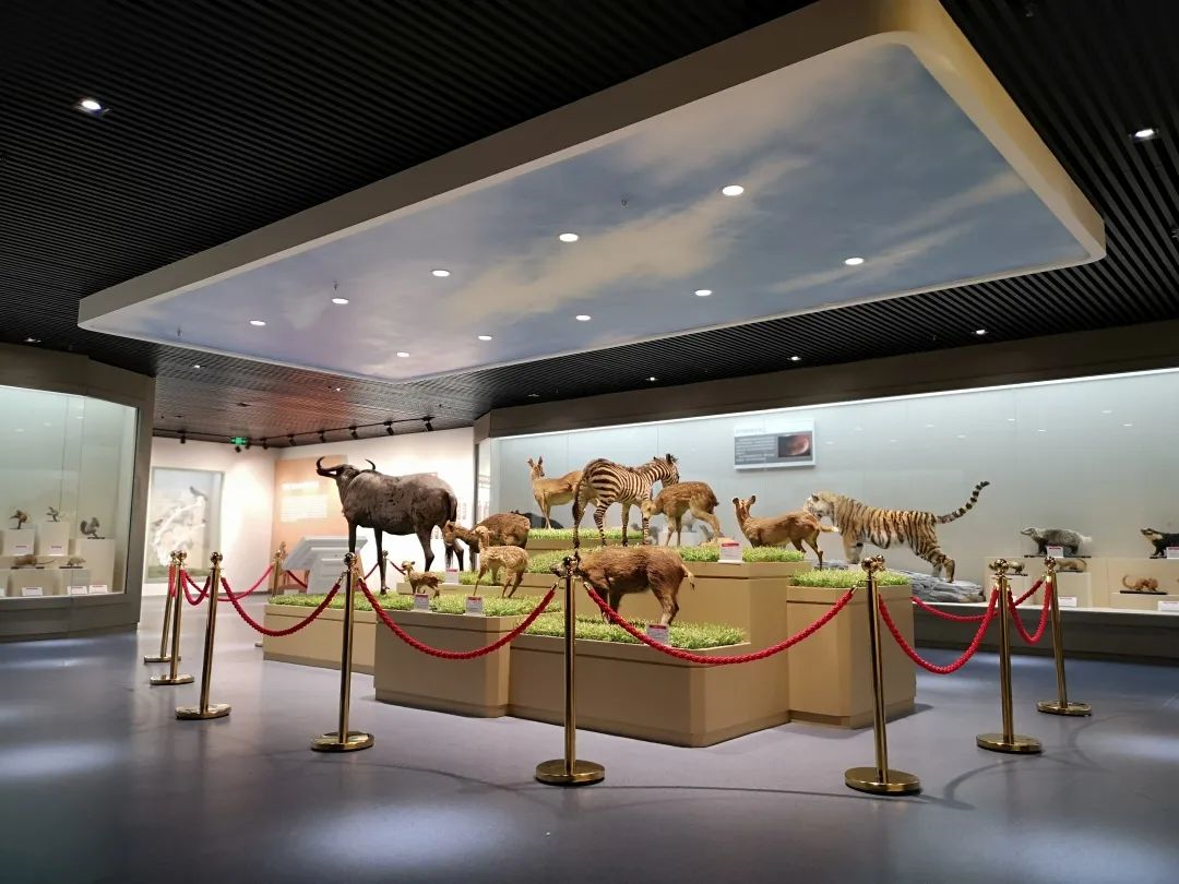 为什么可以报考河北师范大学？