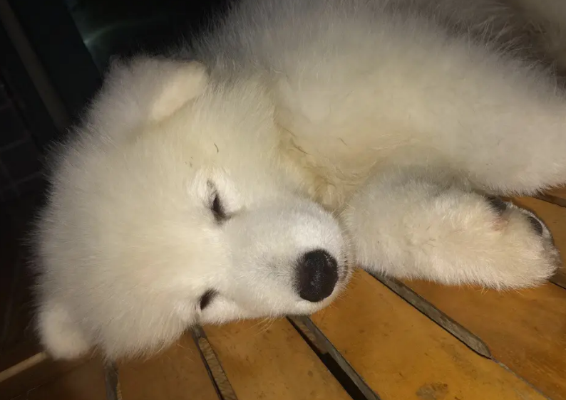 长期这样养狗，只会让狗狗寿命“越来越短”