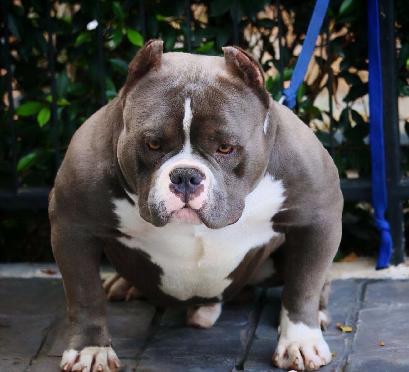 比特犬价格多少钱一只(恶霸犬号称犬界) - 价格百科