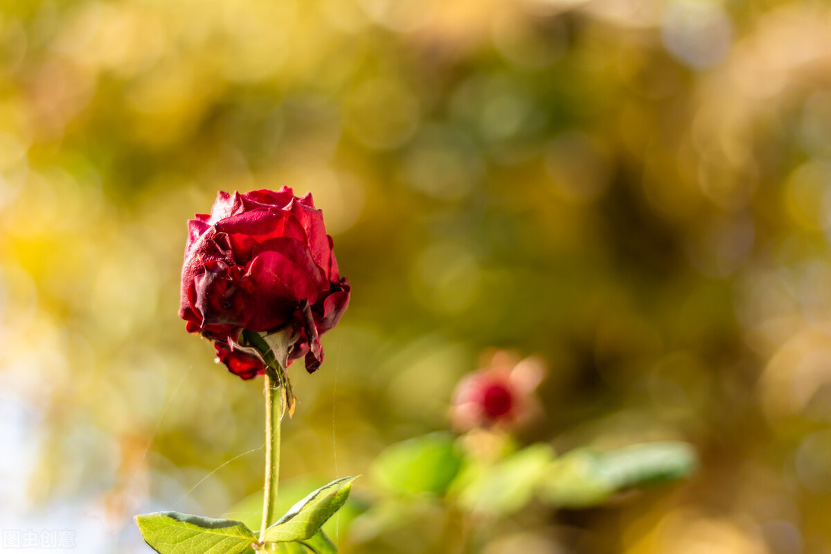 15个可以发朋友圈的句子（已配图） 经典珍藏