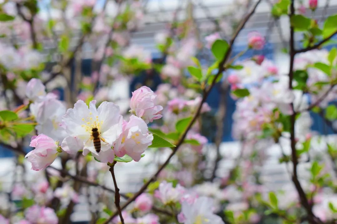 "悦"享春光，花香满"湖"！悦湖园区的花都开好啦，打卡走起！