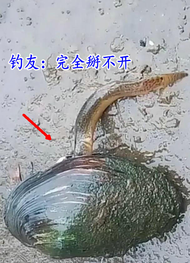 河蚌吃泥鳅？安徽钓鱼人拍到罕见画面，网友：捡回去一起炖了