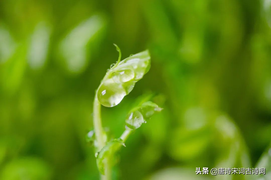 今日惊蛰，一阵催花雨，数声惊蛰雷