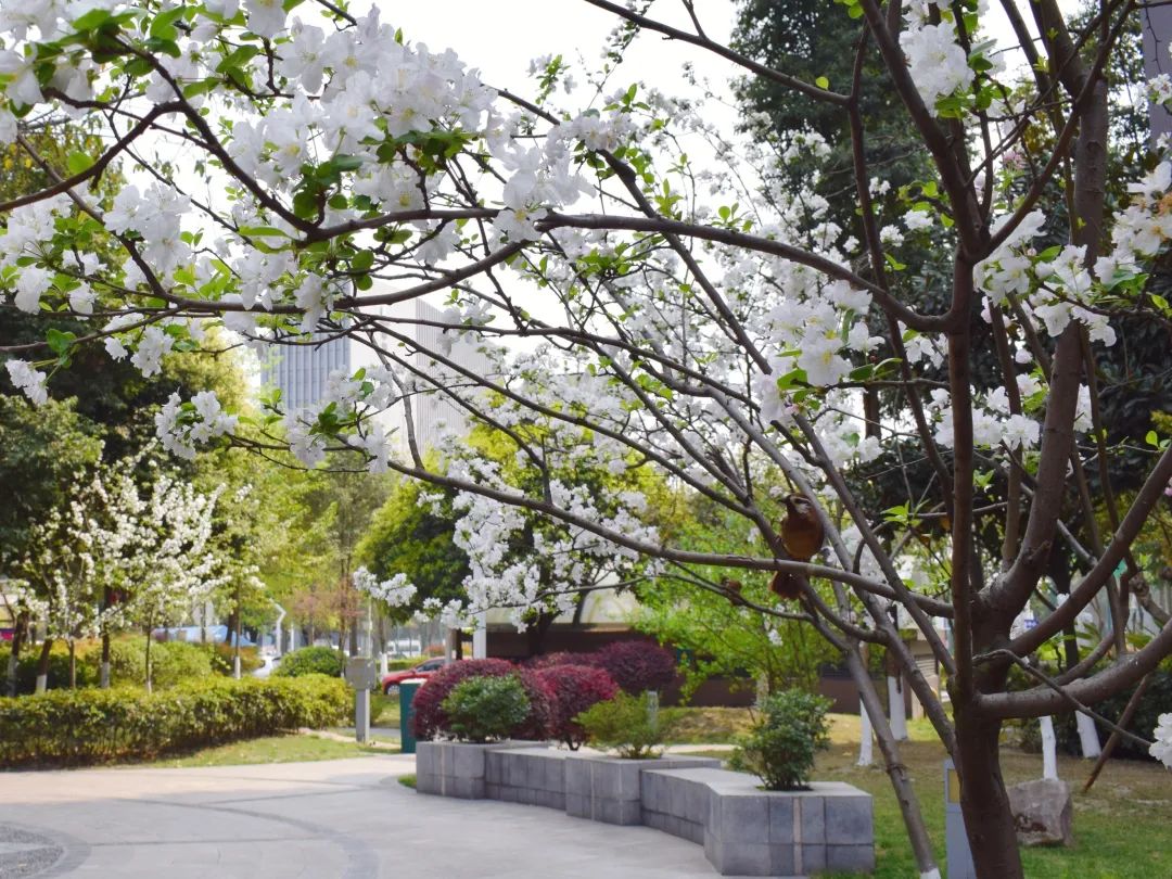 "悦"享春光，花香满"湖"！悦湖园区的花都开好啦，打卡走起！