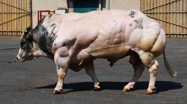 种牛肌肉图片