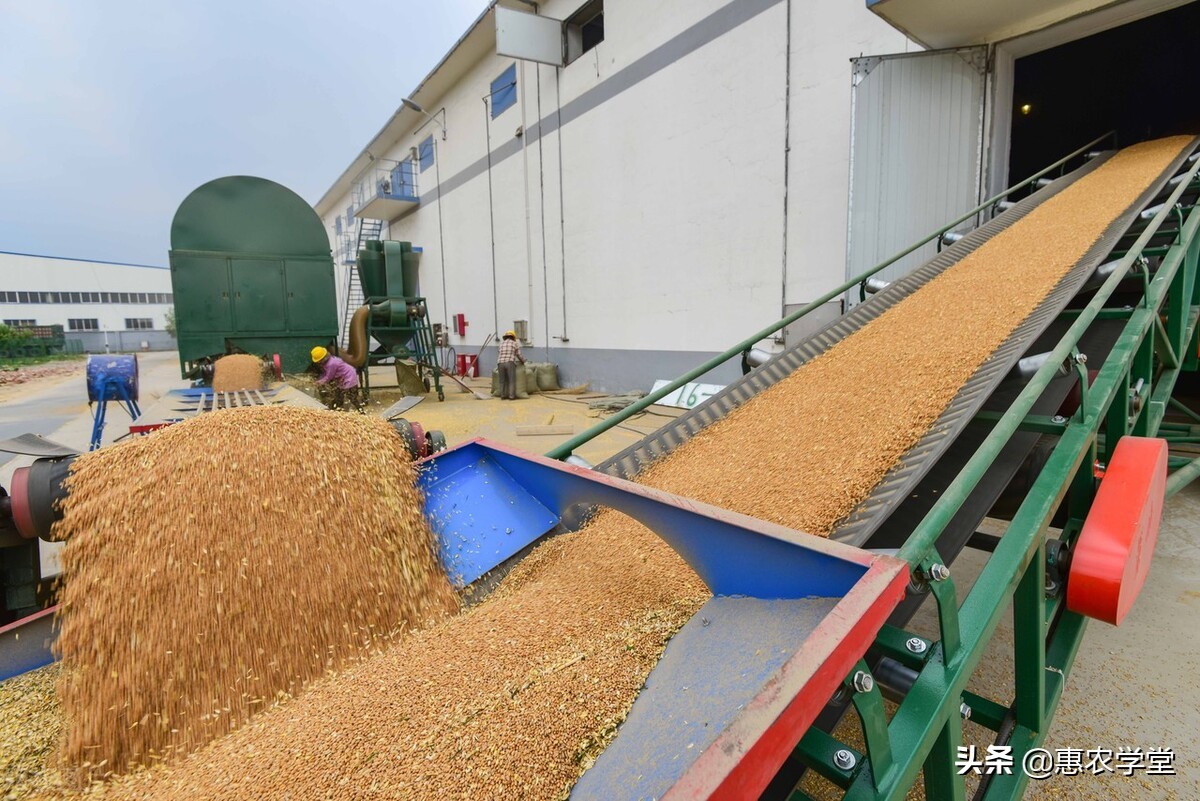 小麦现在价格多少钱一斤？2022年3月小麦行情最新走势预测
