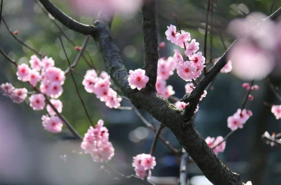 春早 春早 窗外一声啼鸟，古诗词里的早春，一起寻找早春最美的风景