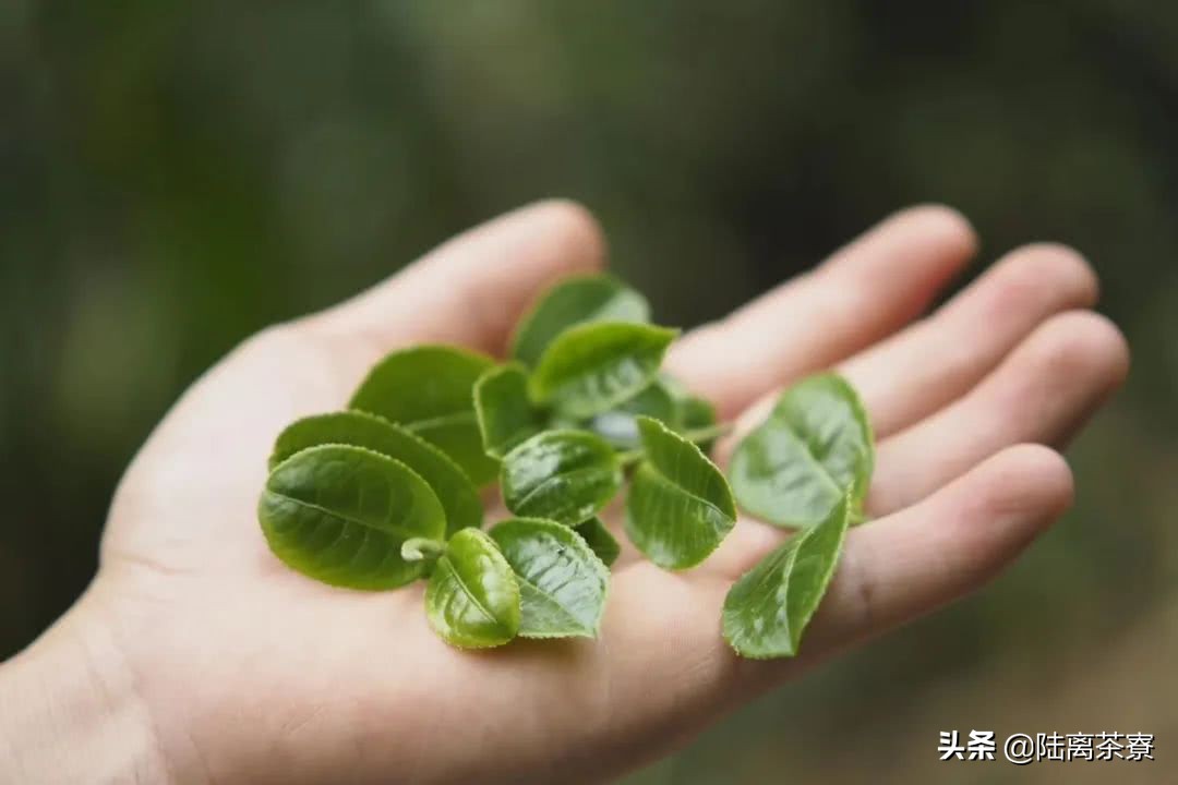 一饼百万，价超黄金！普洱老茶的故事还能再传多久？