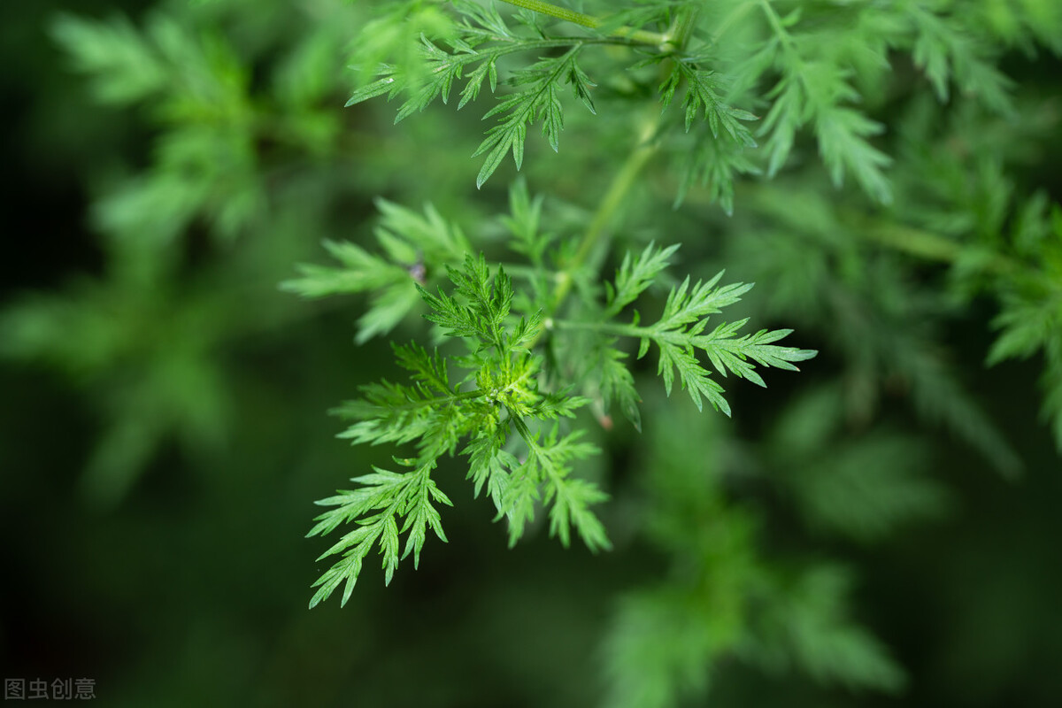 青蒿让中医药价值举世瞩目,究竟有哪些养生功效?不止用于疟疾