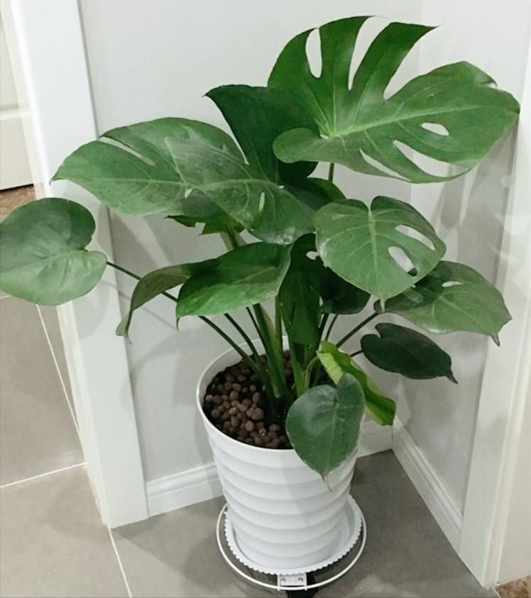 厕所里面摆放什么植物能够增加财运_达一风水网