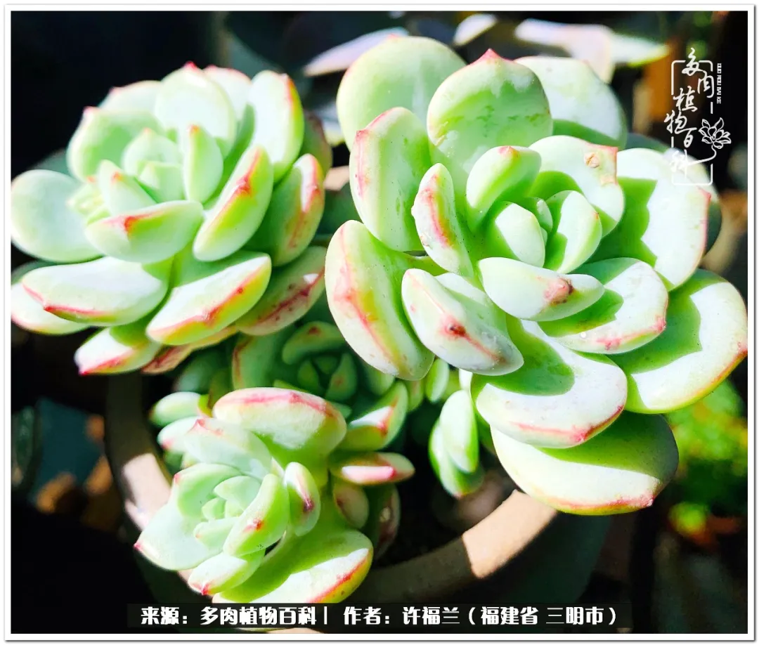 养多肉两年,美丽与赏心悦目并存