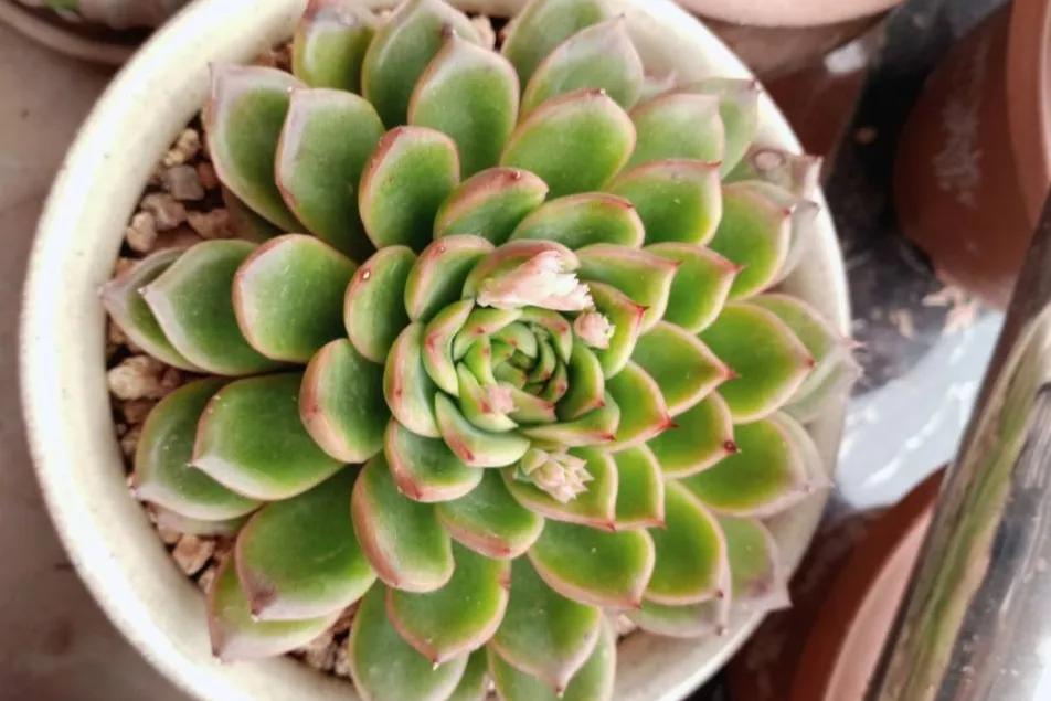 多肉冰河世纪,集2种多肉的优秀基因于一身,好养又耐看 - 114知识网