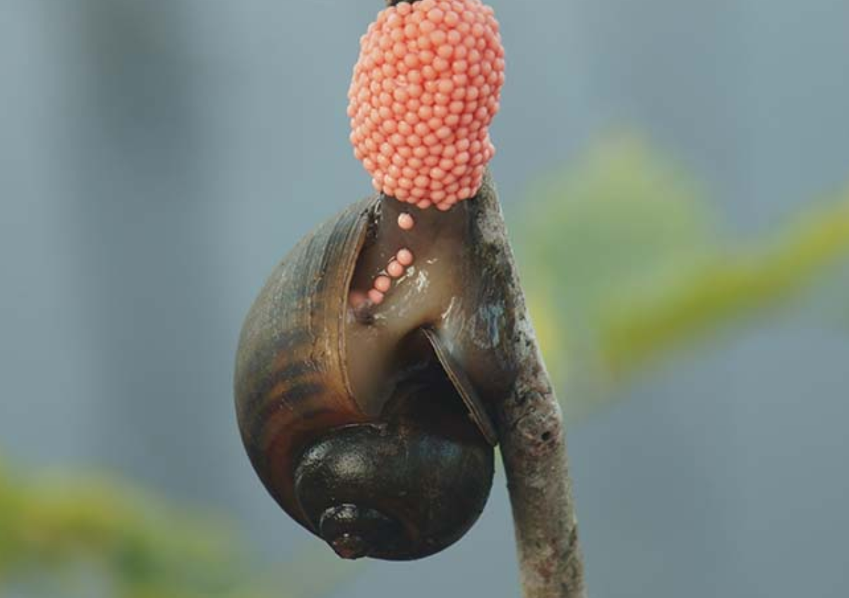田螺与福寿螺的区别图田螺与福寿螺的区别在哪里
