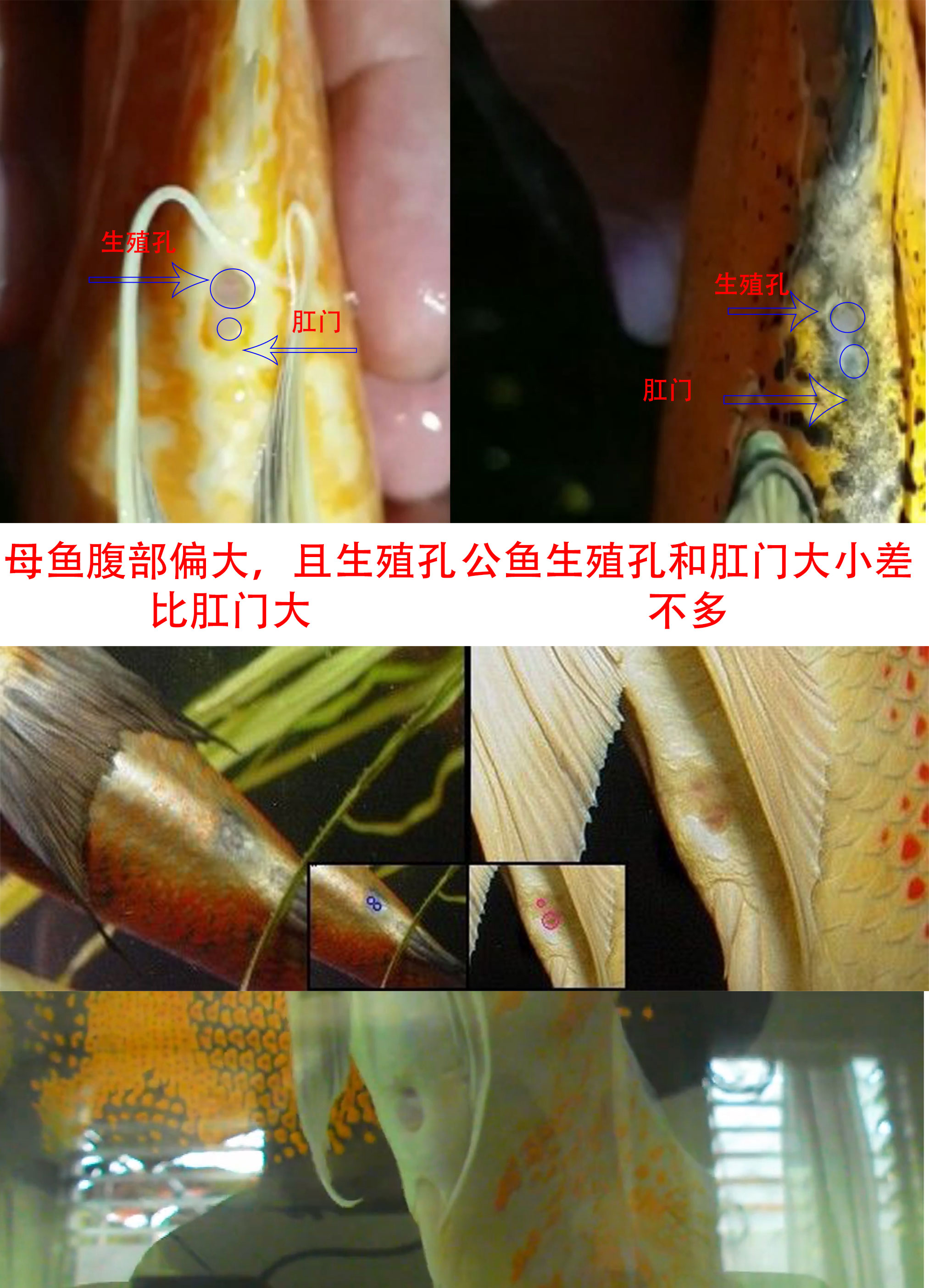 地图鱼鉴别公母的方法