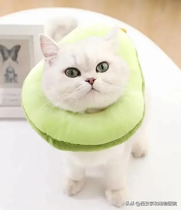 猫咪到底该不该绝育？