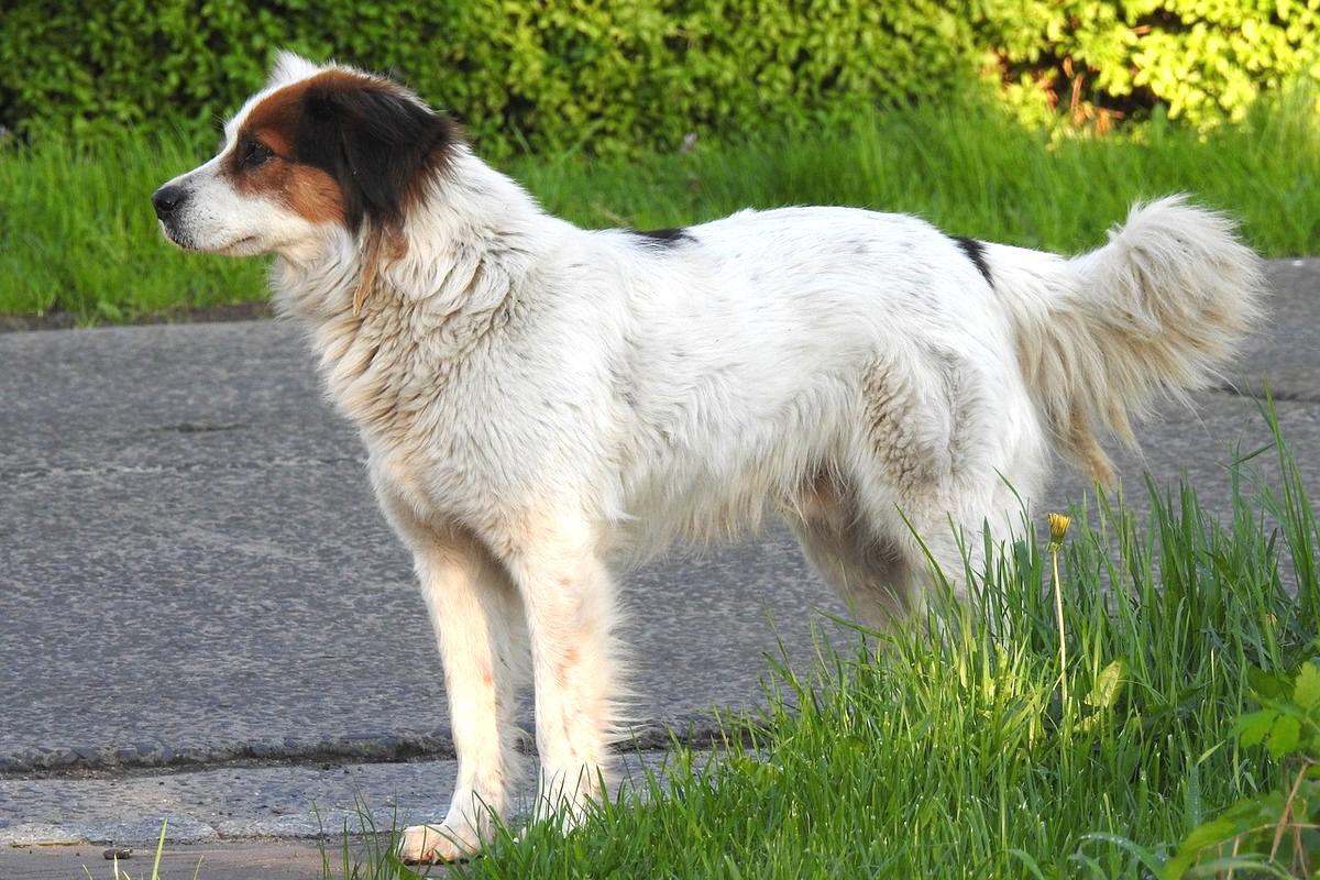 tornjak也被称为波斯尼亚或黑塞哥维那-克罗地亚牧羊犬,被认为是藏獒