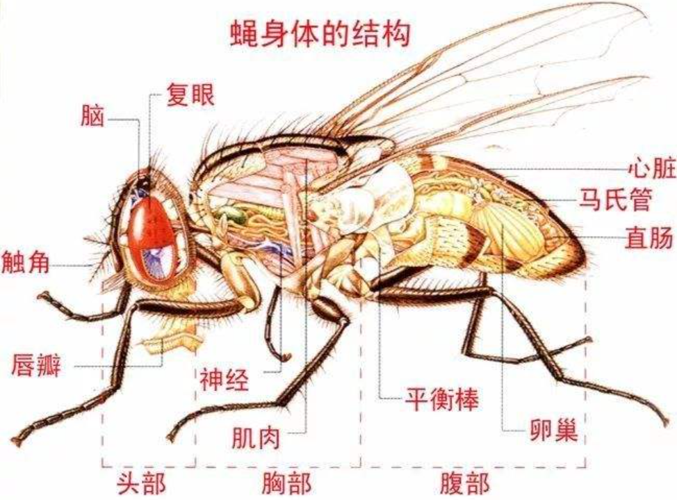 虫珀有何意义?