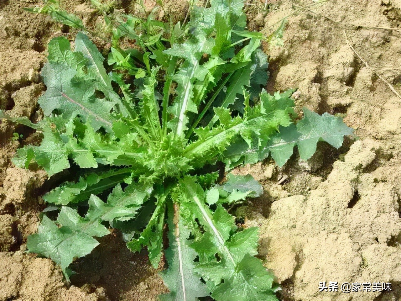 农村餐桌最常见的10种野菜,你吃过几种?见到它们你敢说都认识?